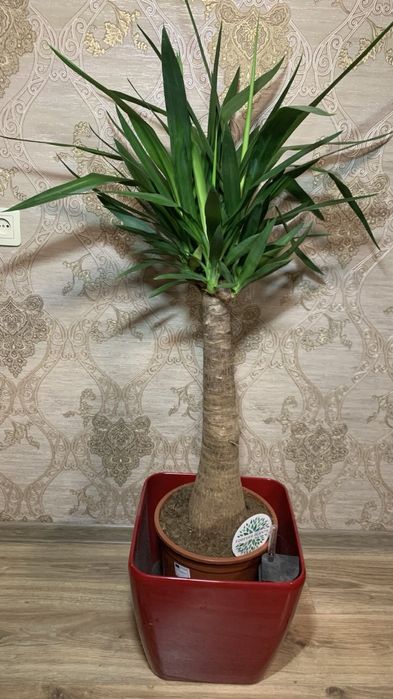 Юкка Мая  Yucca rostrata ‘Maya