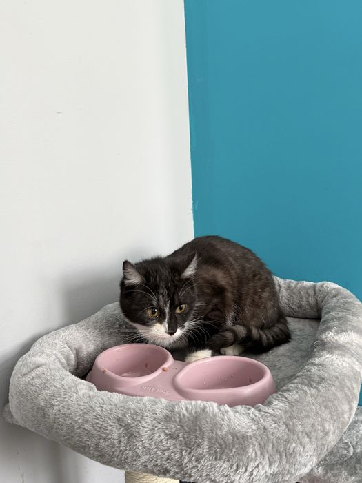 Kotka do oddania czarno buala