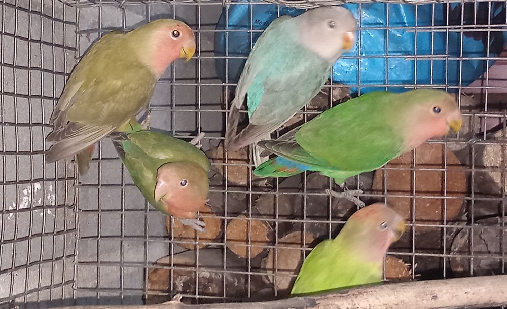 Agapornis roseicollis machos