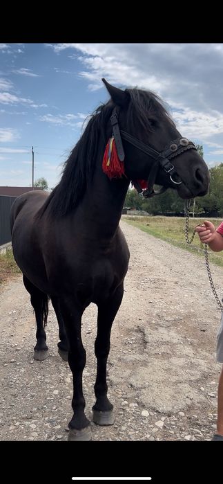 Продам коні різні на вибір