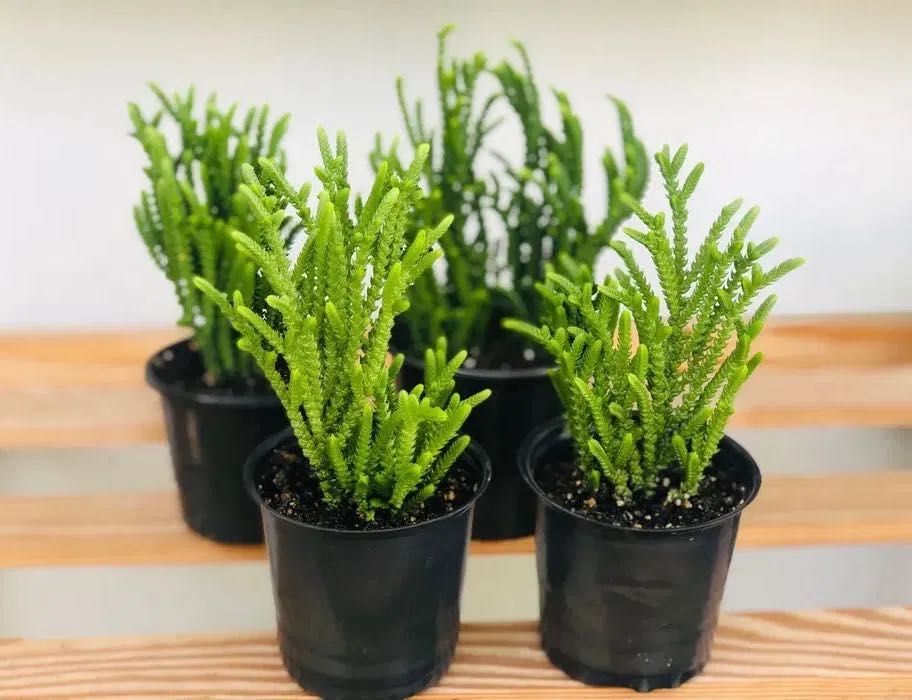 Красула плауновидна