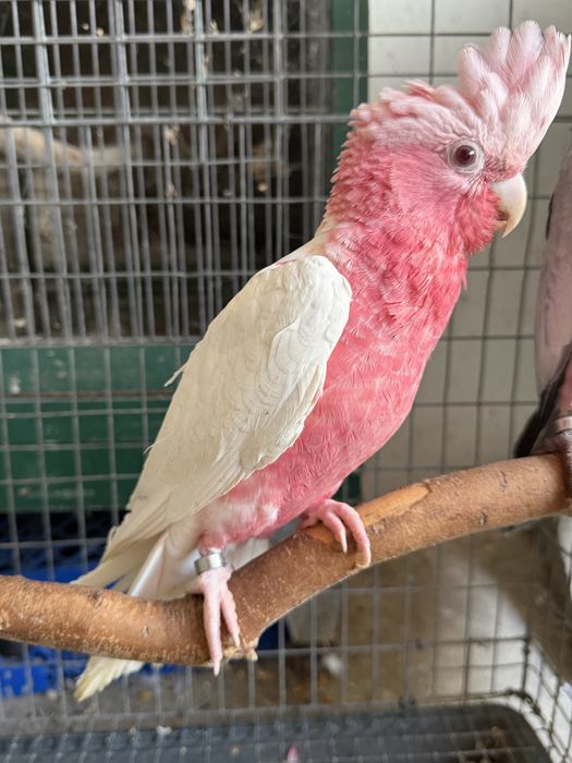 Catatua galah lutina