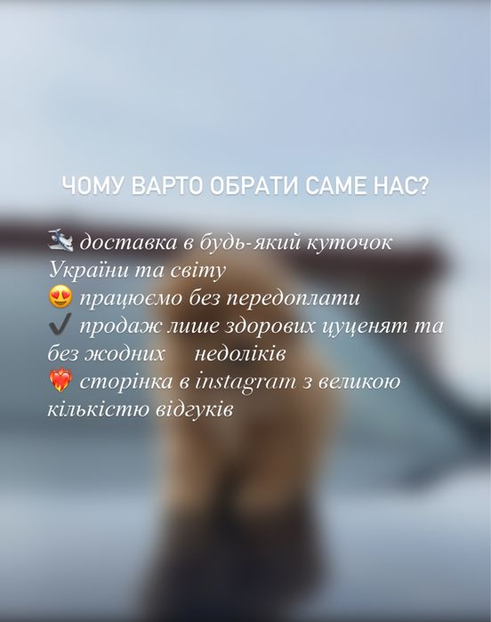 Найкращий подарунок до свят!