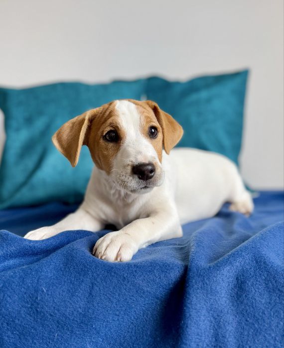 Хлопчик Джек Рассел КСУ /l134