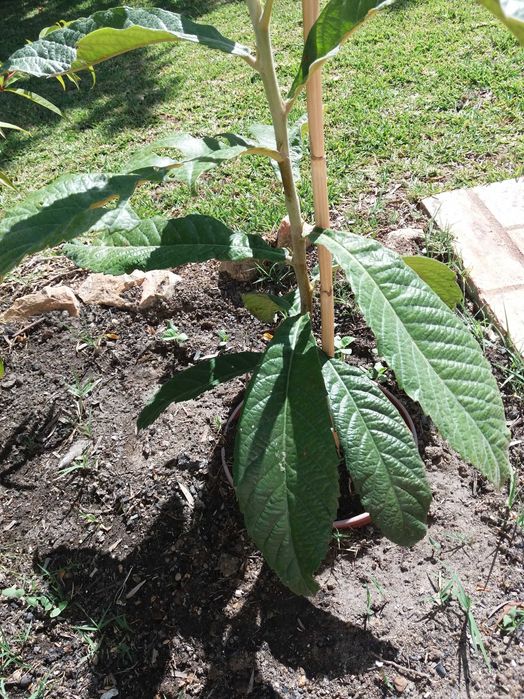 Ameixas  e compotas biológicas