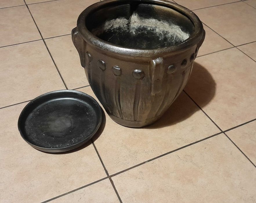 Kwiat Szeflera drzewkowata,formowana po rozłożeniu 150cm.