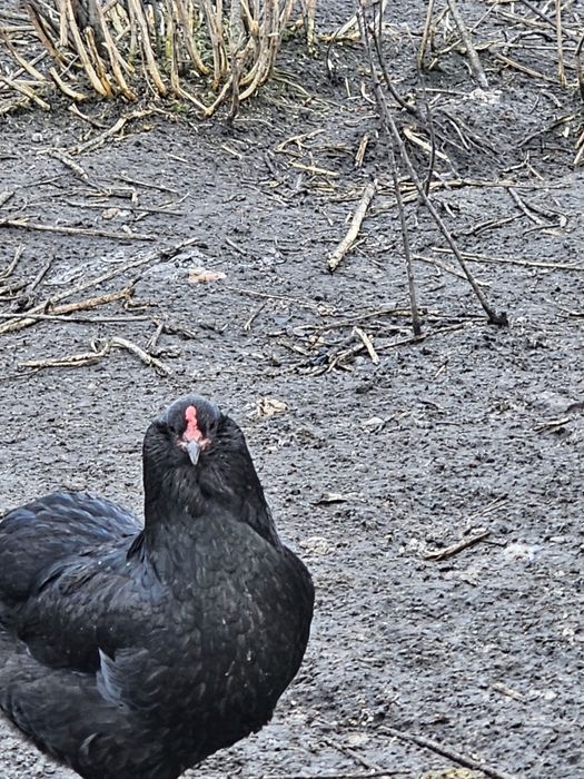 Araucany jajka legowe