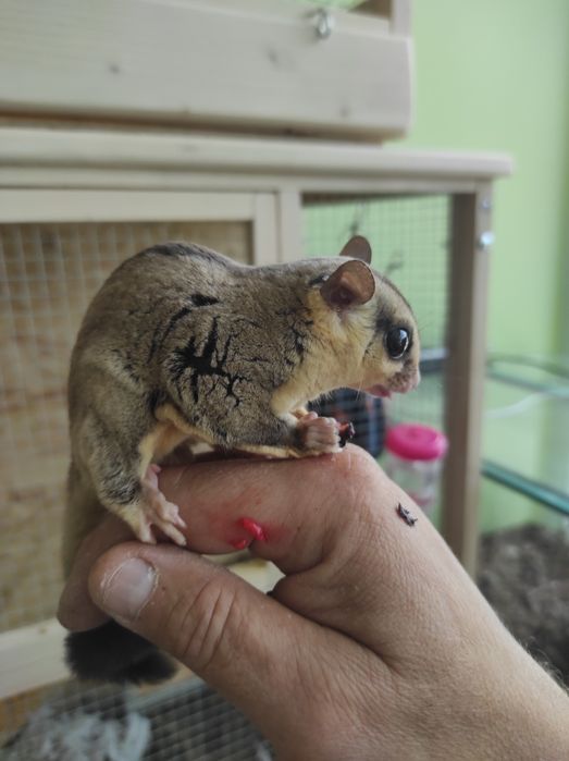 Lotopałanka karłowata