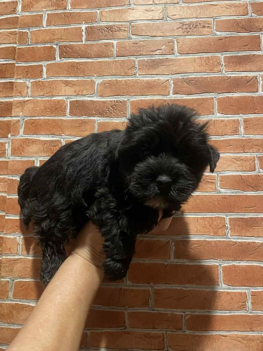 York Yorkshire terrier Black czarny piesek z rodowodem