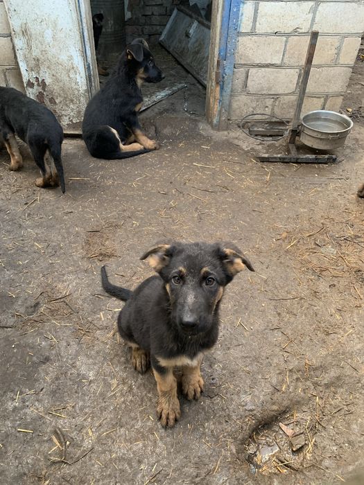 Цуценята німецька вівчарка