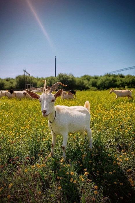 Терміновий продаж кіз