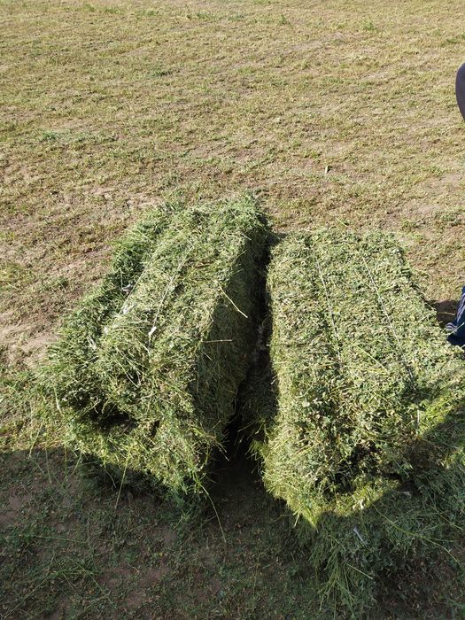 Тюки .Сіно Люцерна у тюках.