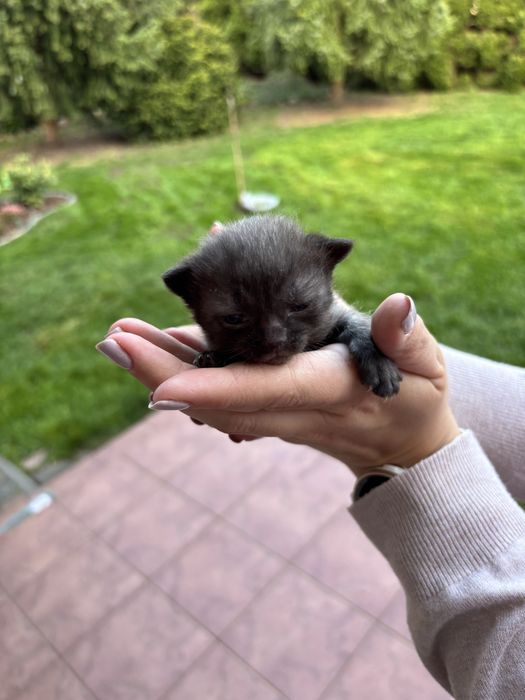 Oddam kotki w dobre ręce
