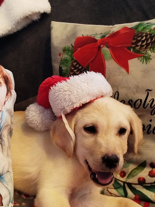 Labrador retriever szczenięta