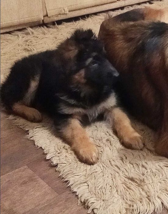 Шикарные щенки с документами.