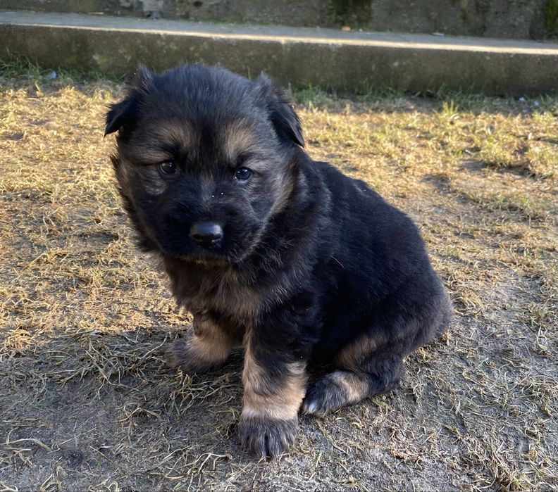 Szczeniaki do oddania