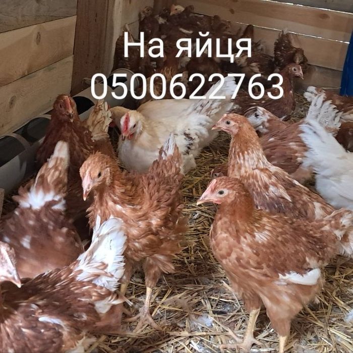 Курчата підрощені