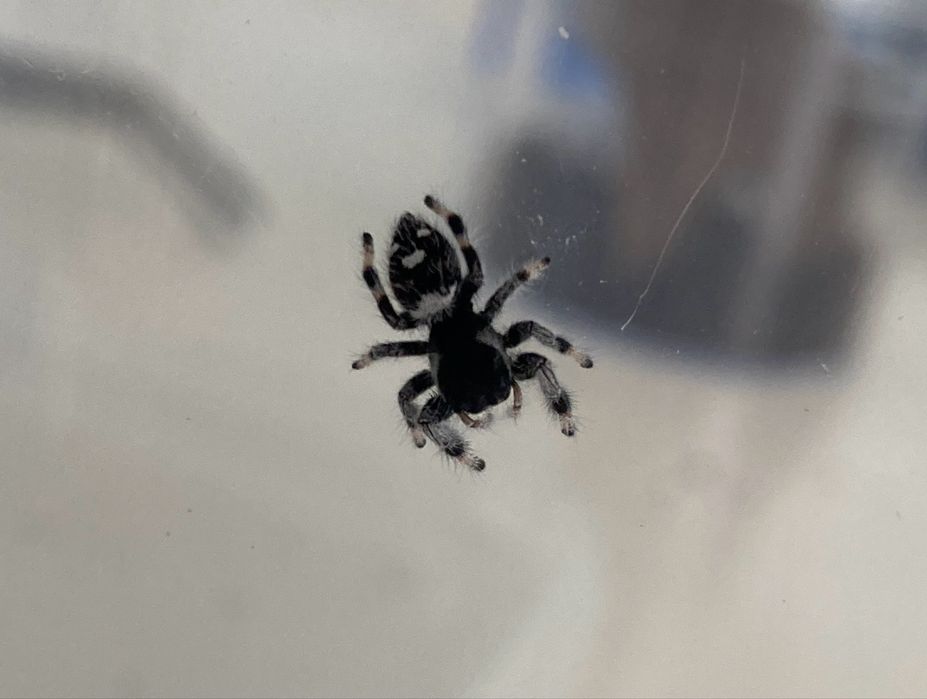 Samiec skakuna Phidippus regius Isla de la Juventud L6
