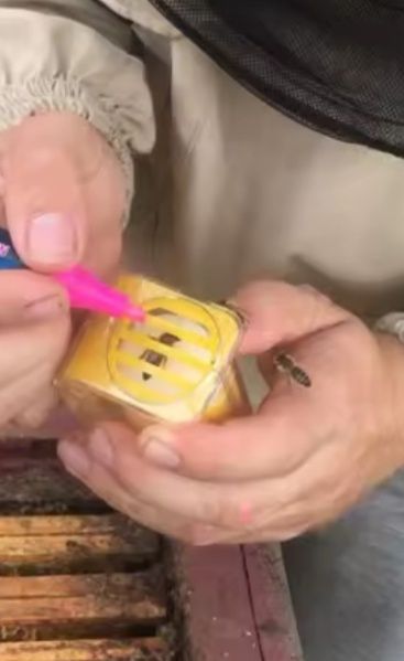 Przyrząd, chwytacz do znakowania matek pszczelich - NOWE, wysyłka