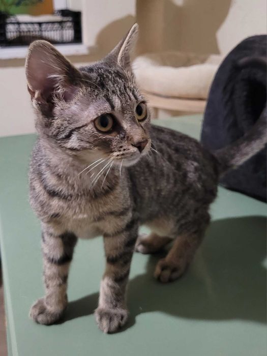 Kocurek - kociątko Rocky