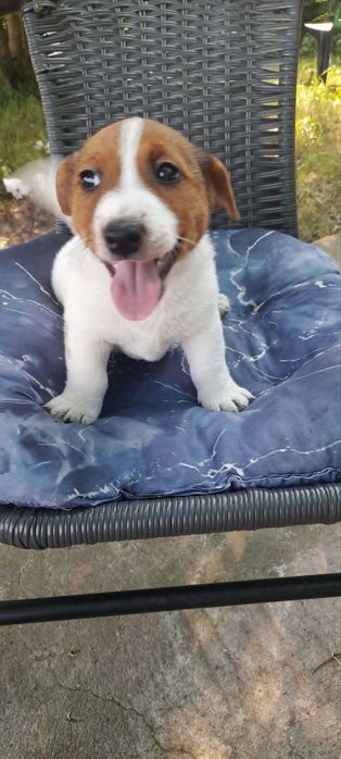 Szczeniaki Russell Terrier piesek