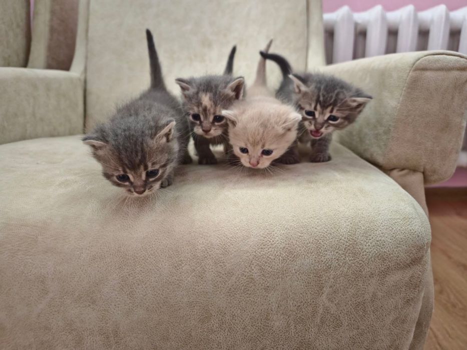 Котики безкоштовно