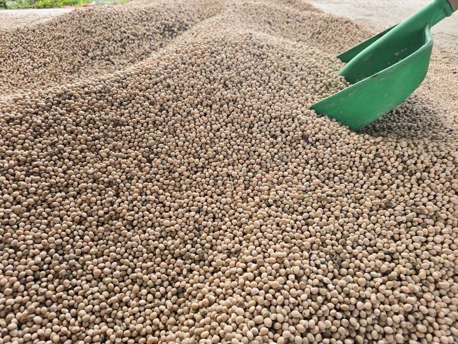 Łubin wąskolistny słodki