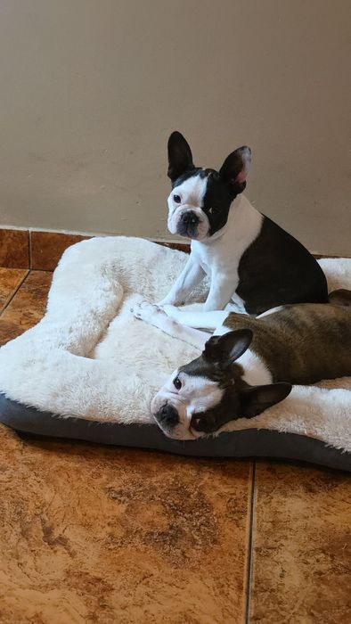 Boston Terrier z rodowodem