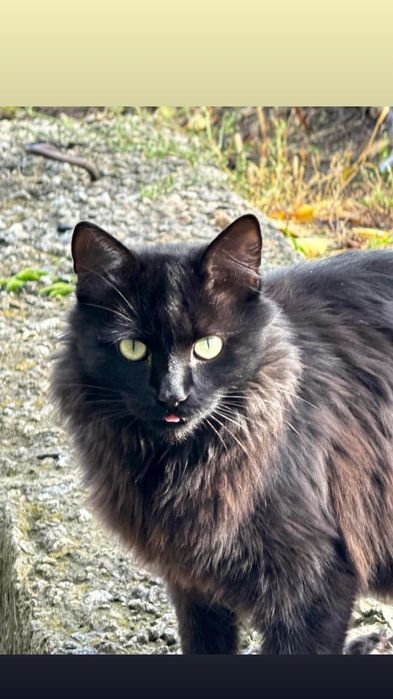 Отдам чёрного пушистого кота