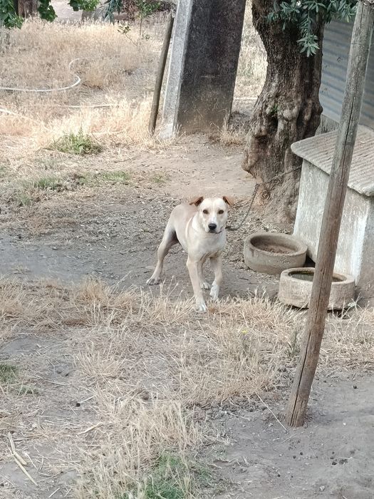 Dar Cães com vacinas em dia