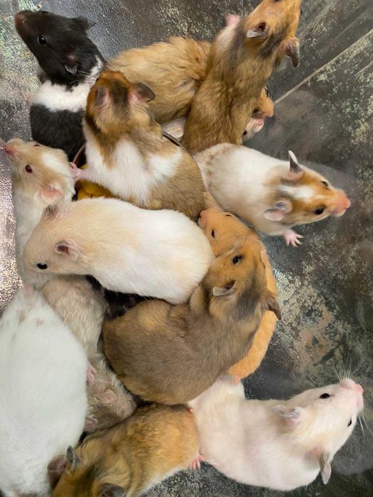 Хомка -домашній улюбленець