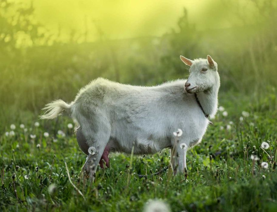 Коза дійна породиста