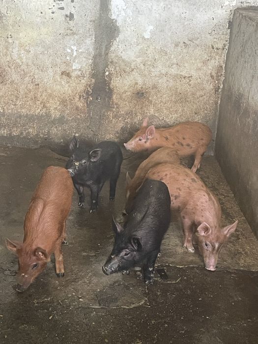 Leitões Duroc com porco preto.