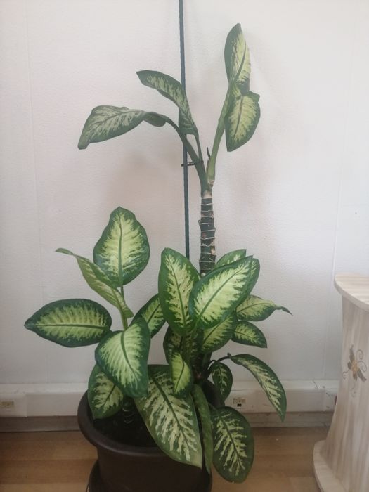 Comigo-ninguém-pode Dieffenbachia seguine,