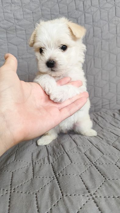 Чистокровні цуценята Мальтійської балонки.