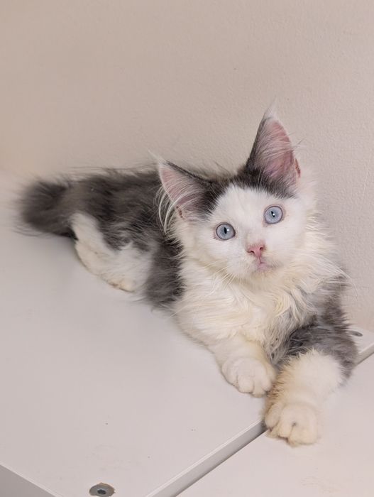 Daisy niebiesko biała niebieskooka kotka Maine Coon zapraszamy