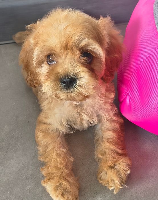 cocapoo,cocker spaniel amerykański,coca poo amerykański SUCZKA