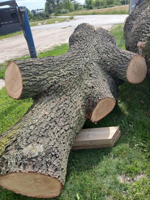 Sprzedam pień dębu