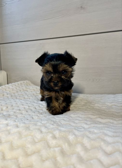 York Yorkshire Terrier mini XS miniaturka piesek