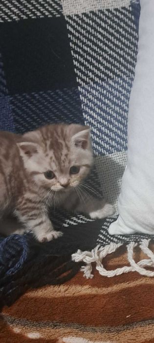 Шотланська кішка прямовуха окрас цинамон мрамор вік 1 місяць 9 днів їсть уже самостійно сухий корм і паштет роял канін ходить на лоток