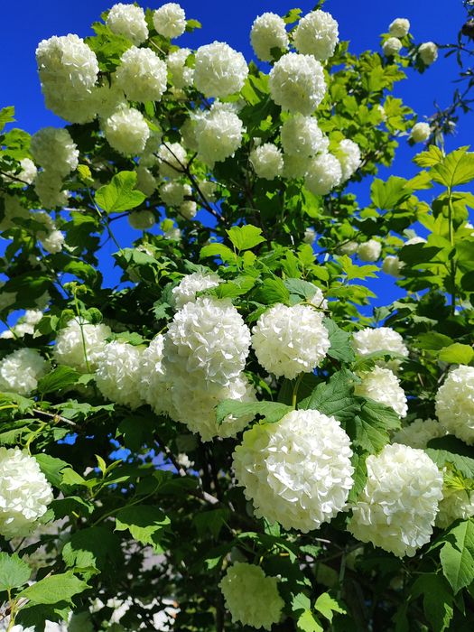 Калина Бульденеж