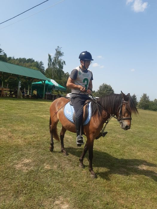 Sprzedam konie huculskie