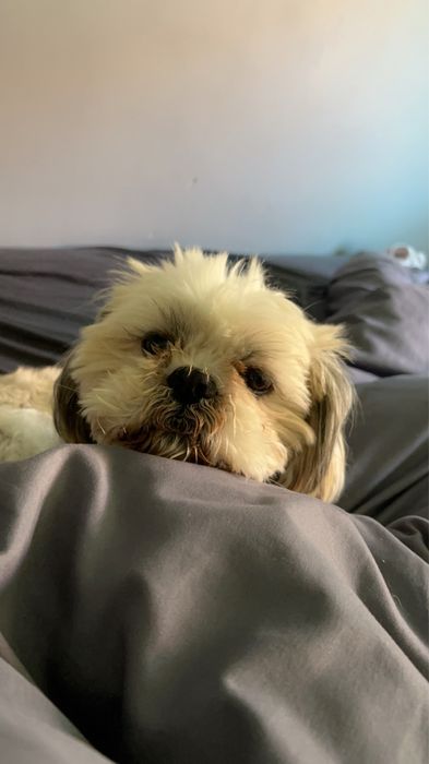‼️ ZAGINĄŁ PIES – SHIH TZU ‼️