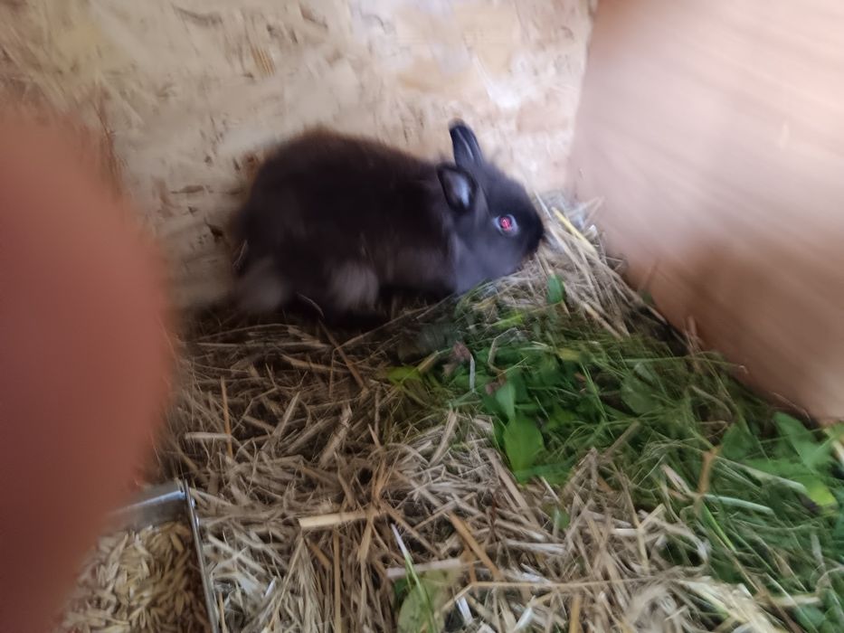 Sprzedam króliki miniaturki