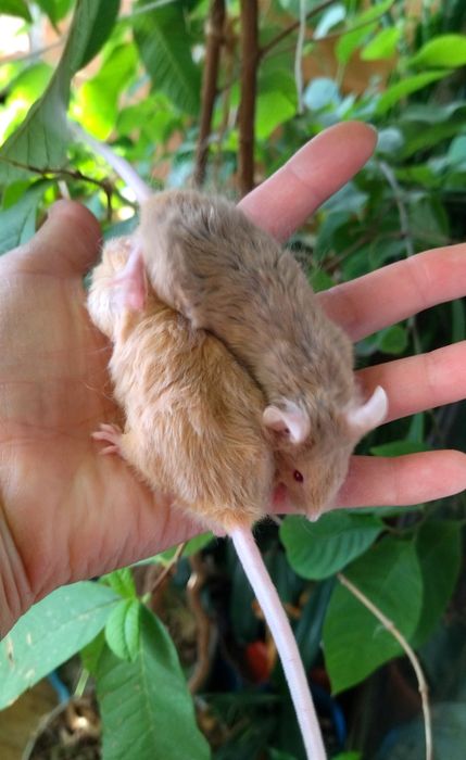 Милі маленькі пухнастики