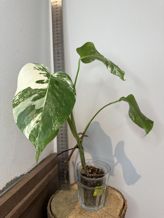 Монстера Monsters deliciosa 'Albo Variegata