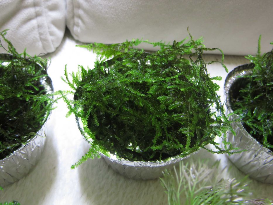 Plantas e musgo para aquário