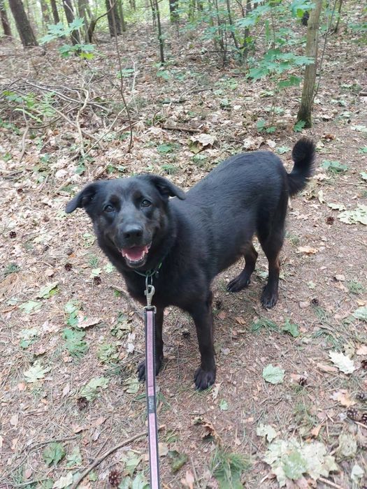 IWI - Schronisko dla Zwierząt w Ostródzie