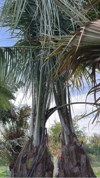 Palmeira Butia Capitata- Exemplares