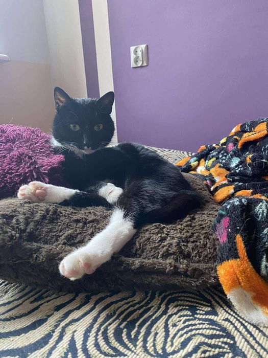 Kotka Inka szuka domu